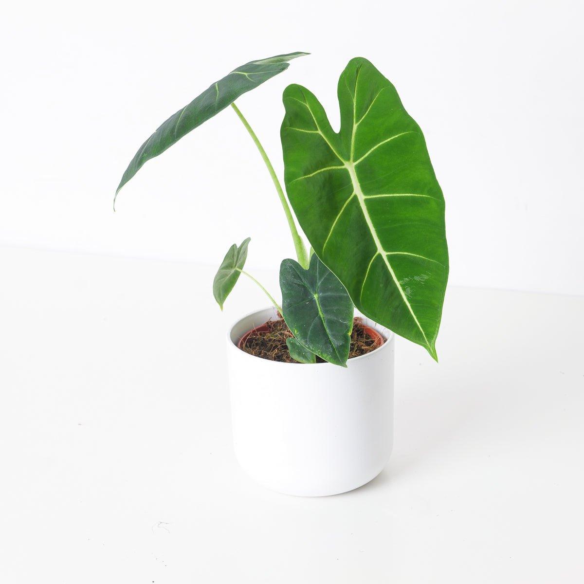 Alocasia Micholitziana Frydek Green Velvet - House of Kojo