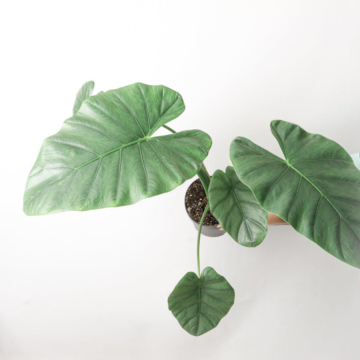 Alocasia Opal Beauty - House of Kojo