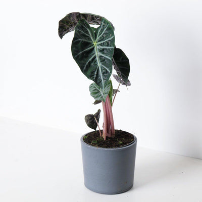 Alocasia Pink Dragon - House of Kojo