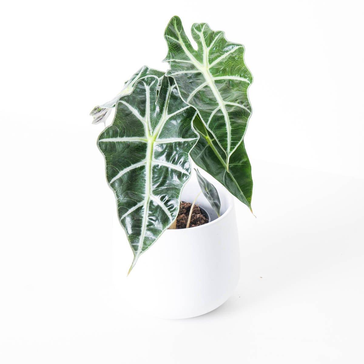 Alocasia Polly - House of Kojo