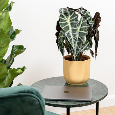 Alocasia Polly - House of Kojo