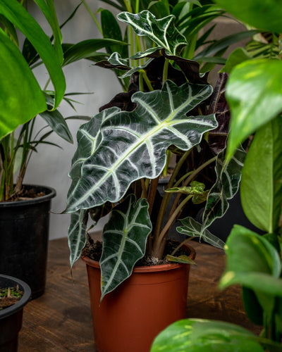 Alocasia Polly - House of Kojo