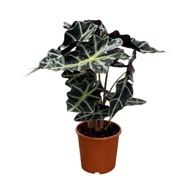 Alocasia Polly - House of Kojo