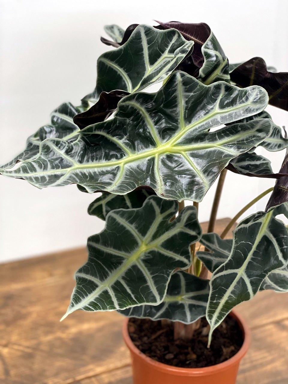 Alocasia Polly - House of Kojo