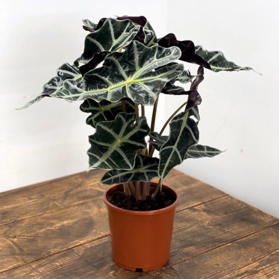 Alocasia Polly - House of Kojo