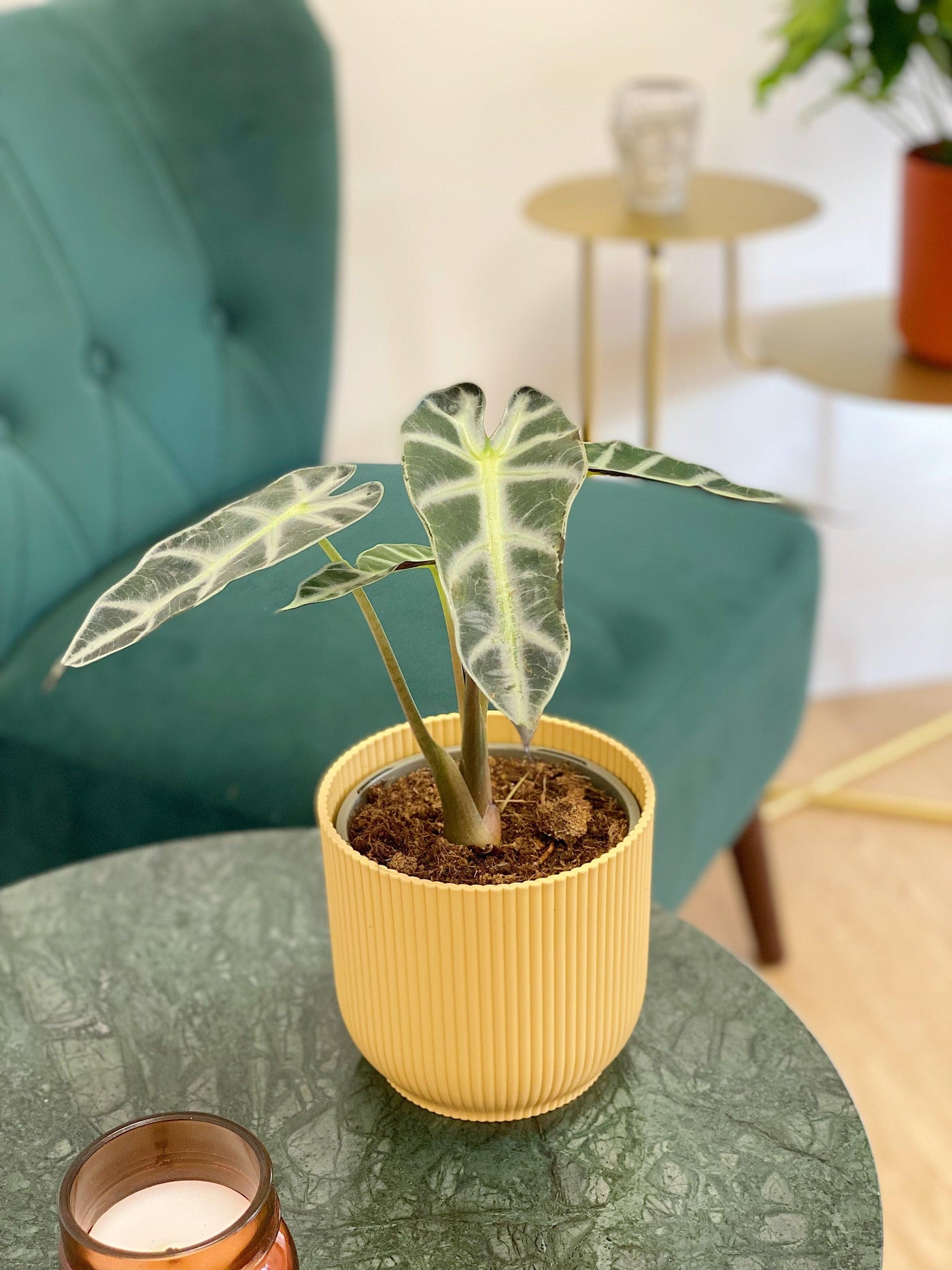 Alocasia Polly - House of Kojo