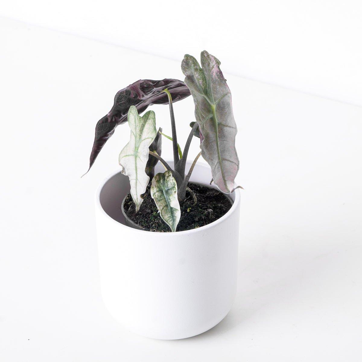 Alocasia Polly Pink Variegated - House of Kojo
