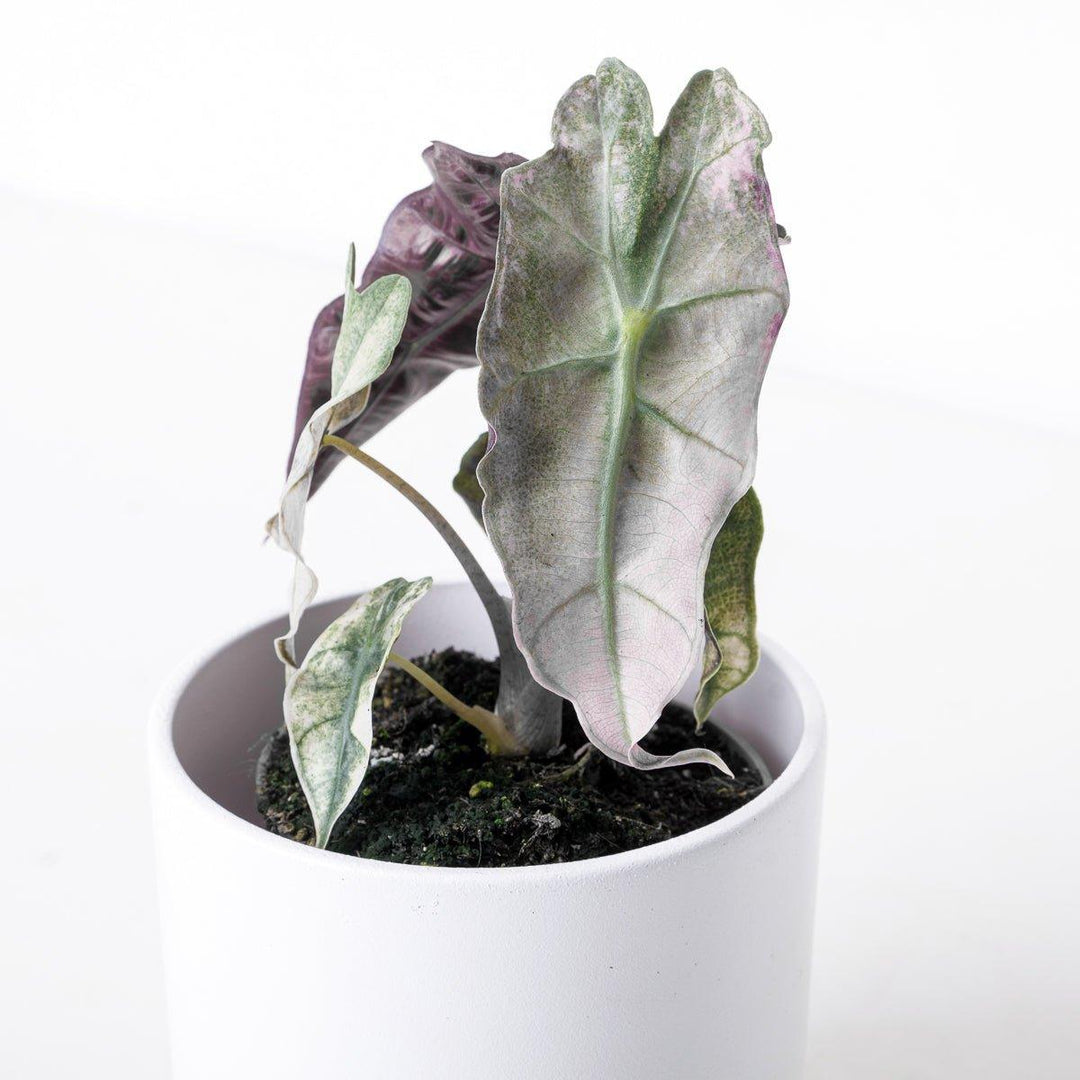 Alocasia Polly Pink Variegated