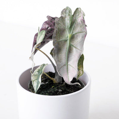 Alocasia Polly Pink Variegated - House of Kojo