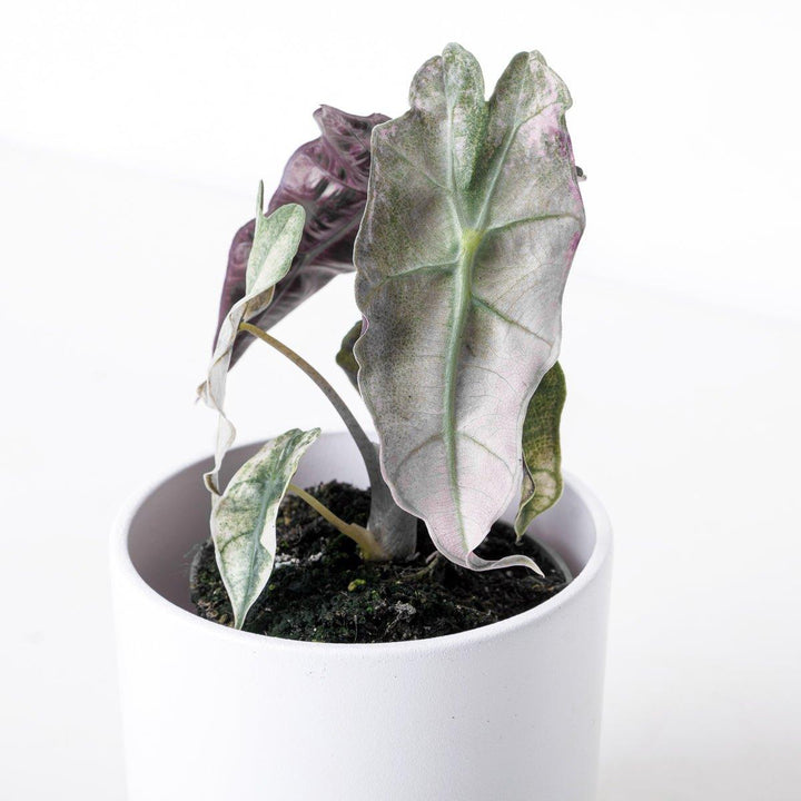 Alocasia Polly Pink Variegated