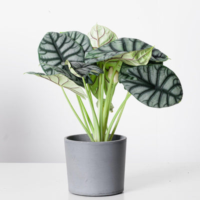 Alocasia Silver Dragon - House of Kojo