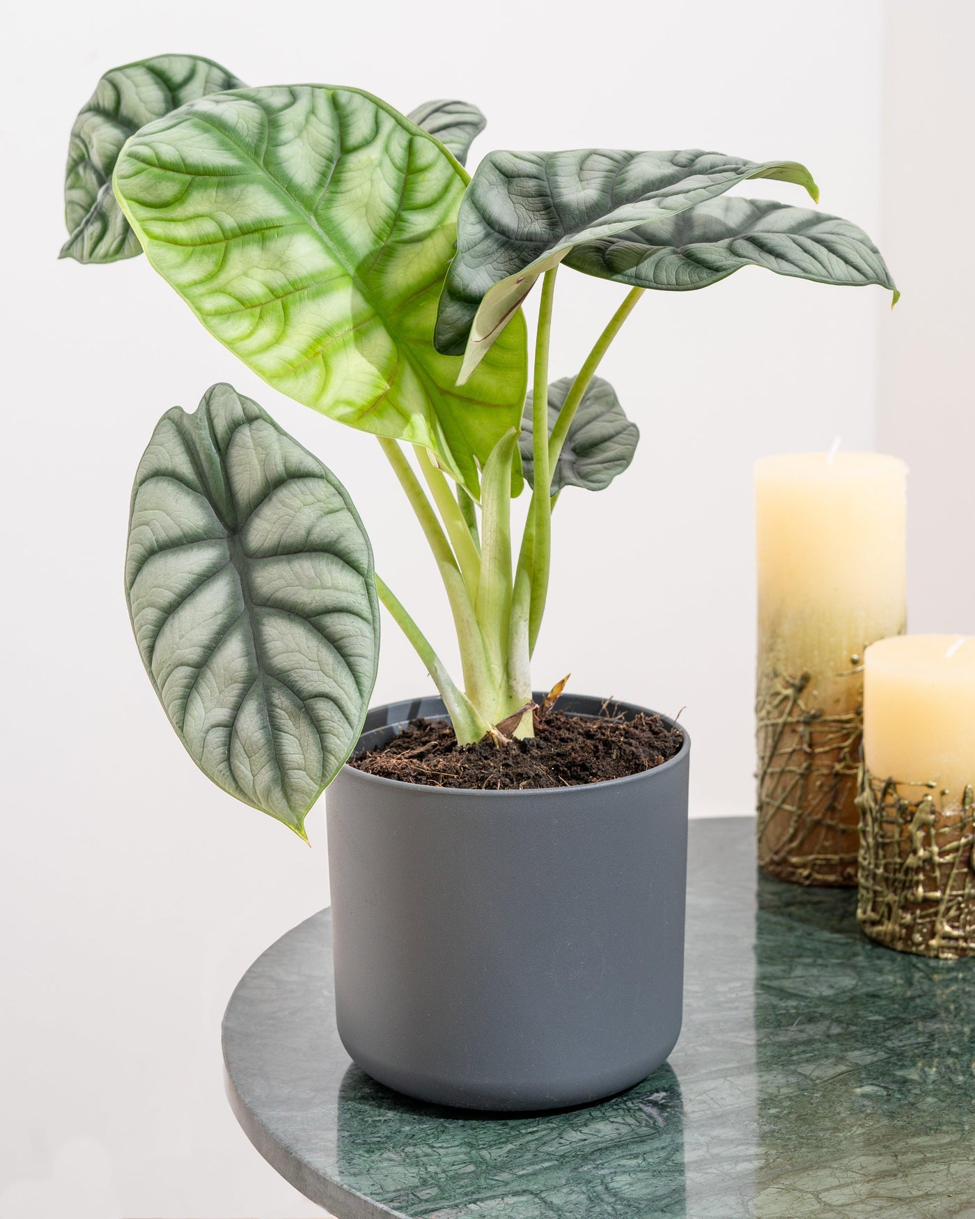 Alocasia Silver Dragon - House of Kojo