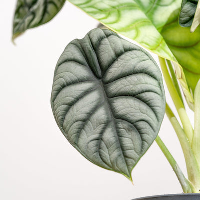 Alocasia Silver Dragon - House of Kojo