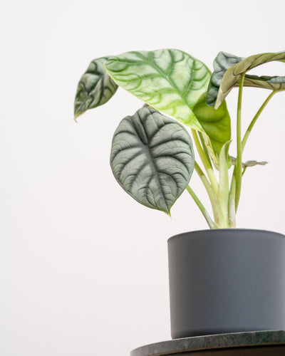 Alocasia Silver Dragon - House of Kojo