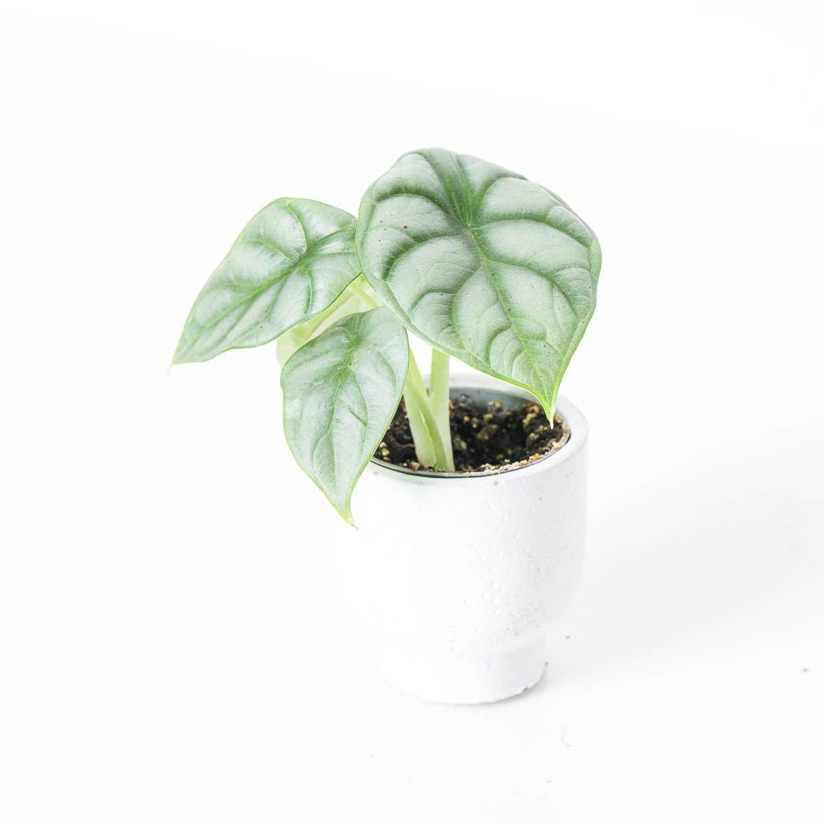 Alocasia Silver Dragon - House of Kojo