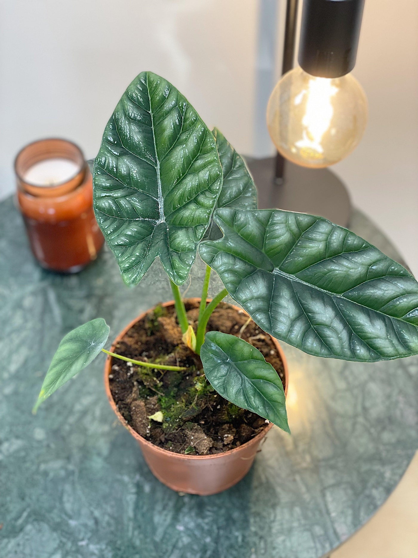 Alocasia Sinuata - House of Kojo