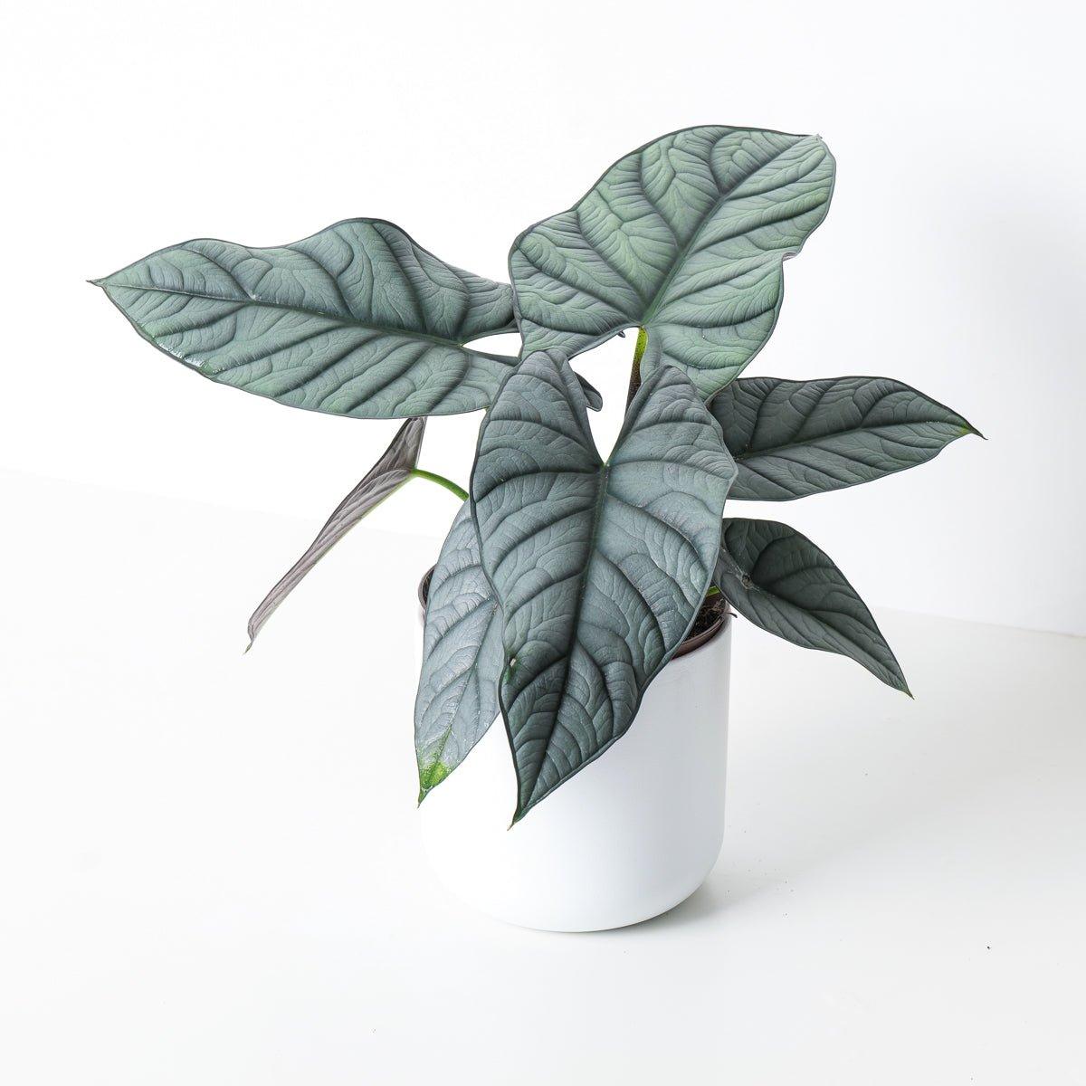 Alocasia sp. 'Grey/Red' - House of Kojo