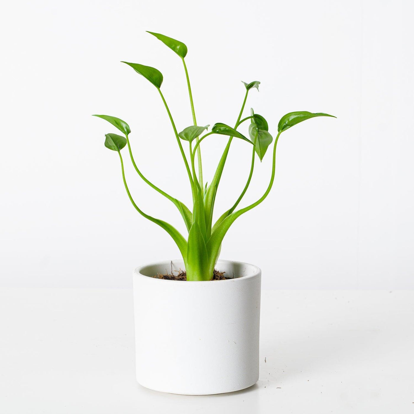 philodendron tiny dancer Alocasia Tiny Dancer