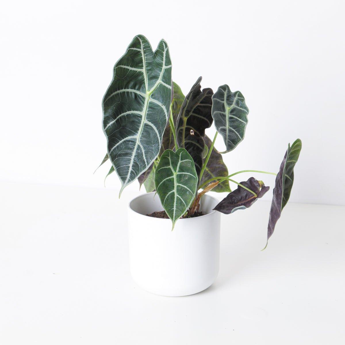 Alocasia Watsoniana - House of Kojo