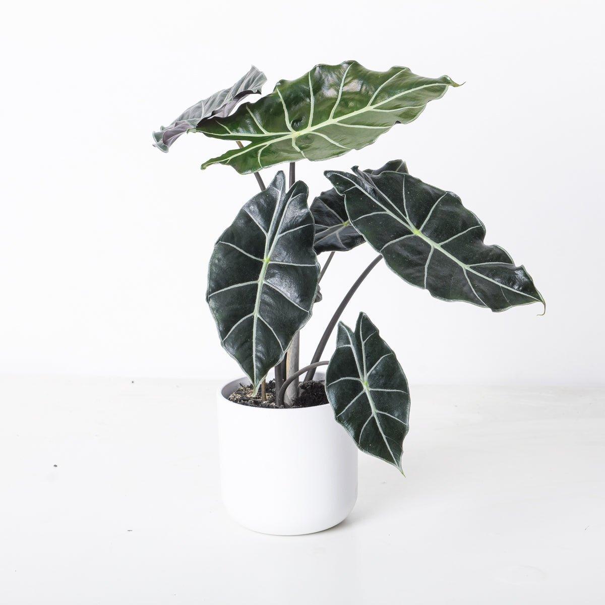 Alocasia Watsoniana 'Dark Glossy' - House of Kojo