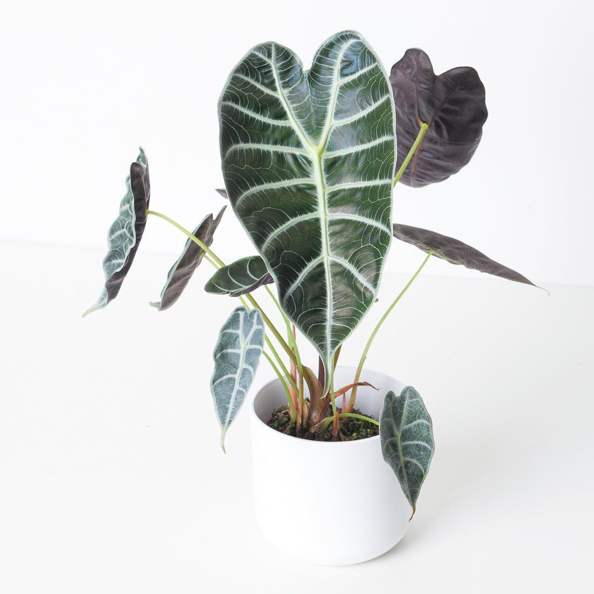 Alocasia Watsoniana 'Silver Veins' - House of Kojo