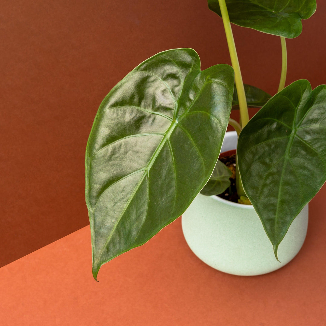 Alocasia Wentii | House Plant | Indoor Plants and Accessories  House of  Kojo