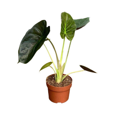 Alocasia Wentii | House Plant - House of Kojo