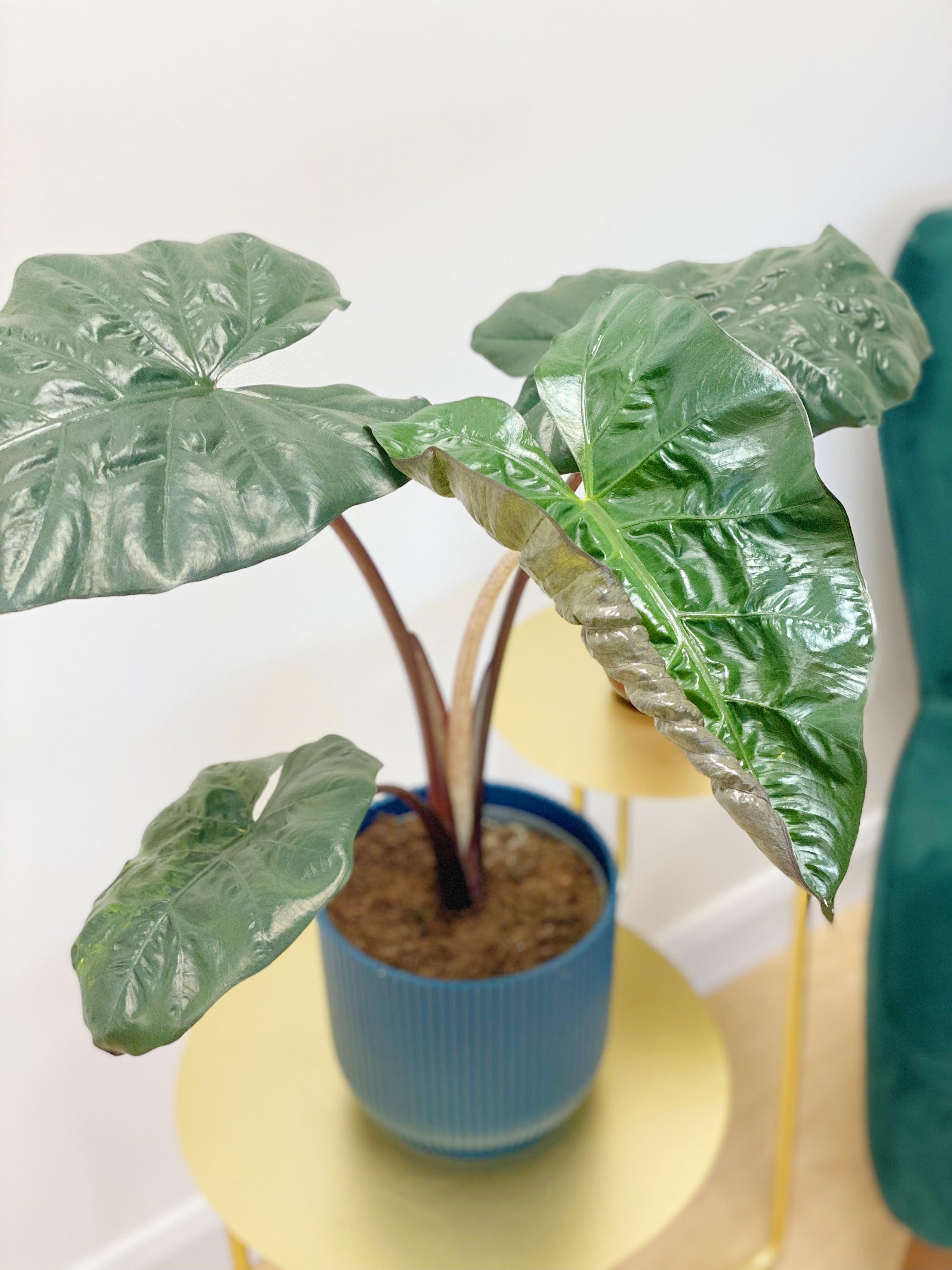yucatan princess plant indoor care Alocasia Yucatan Princess