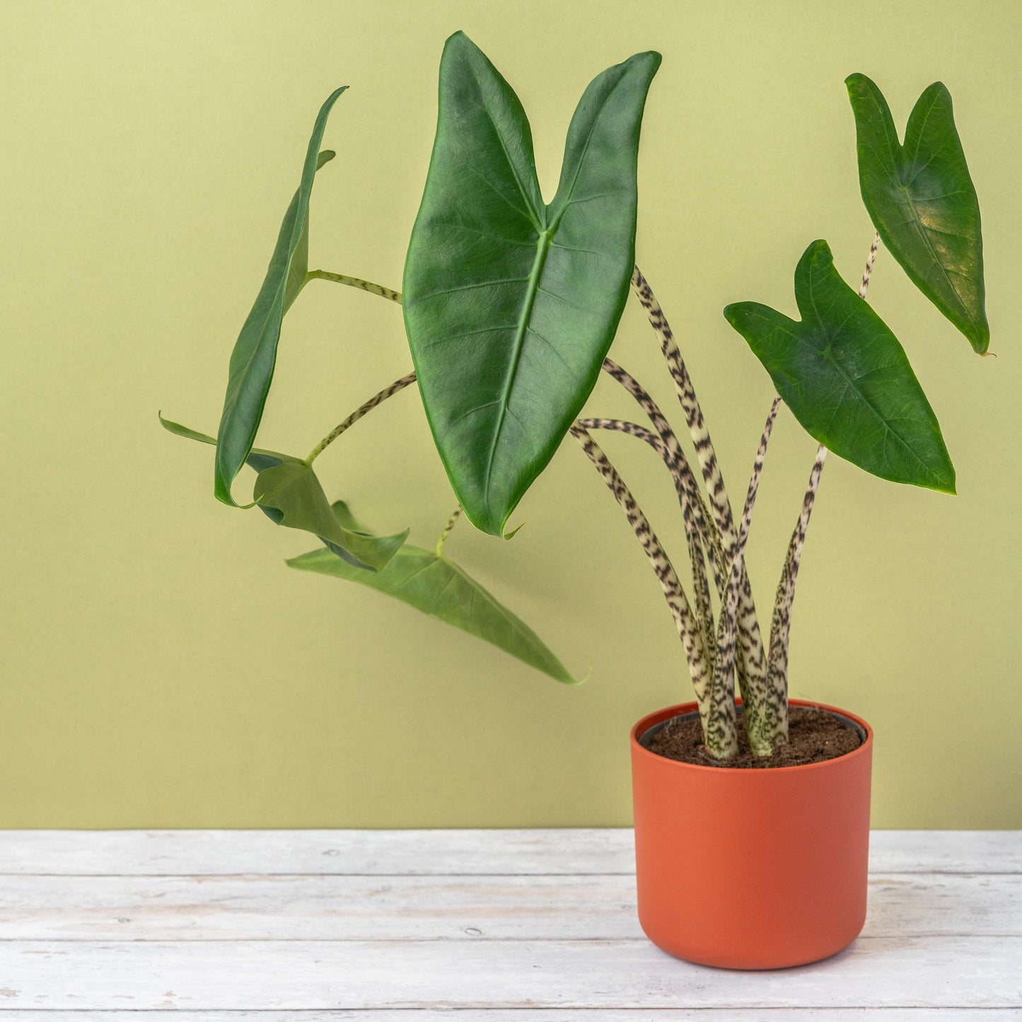 Alocasia Zebrina - House of Kojo