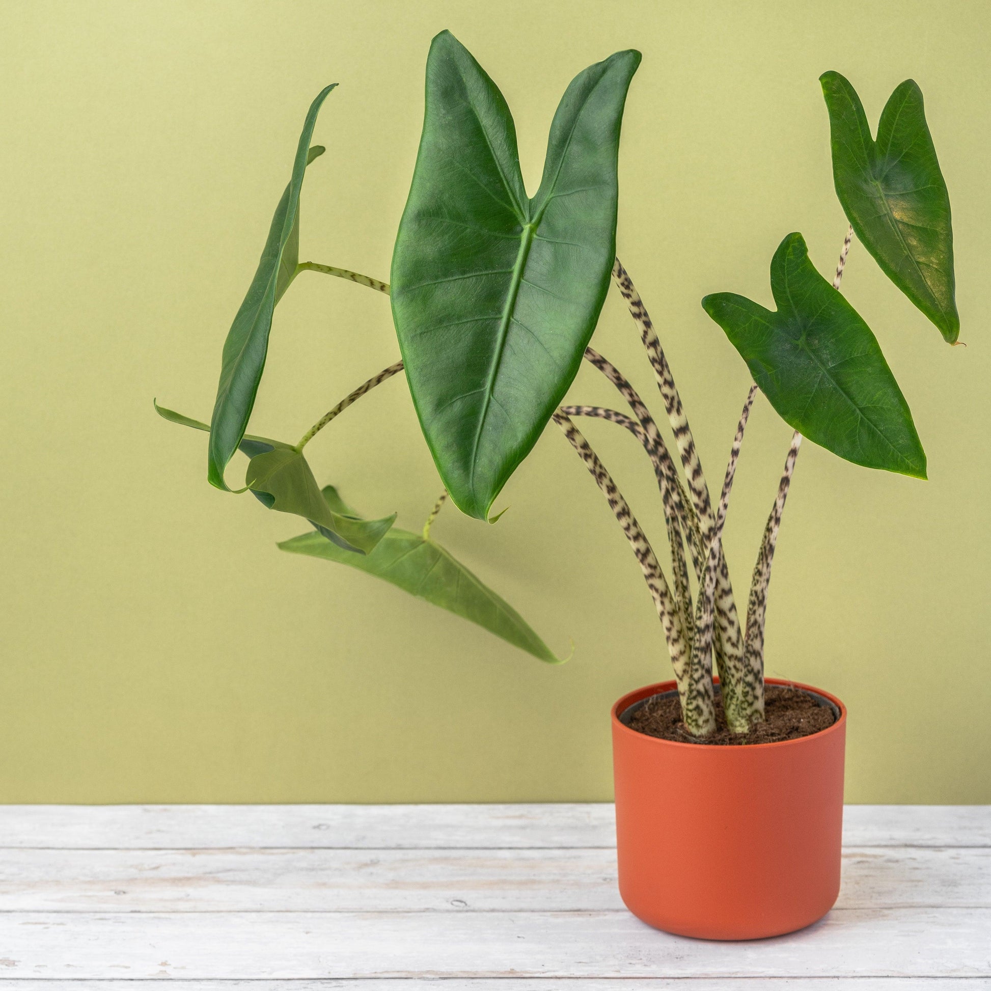 Alocasia Zebrina - House of Kojo