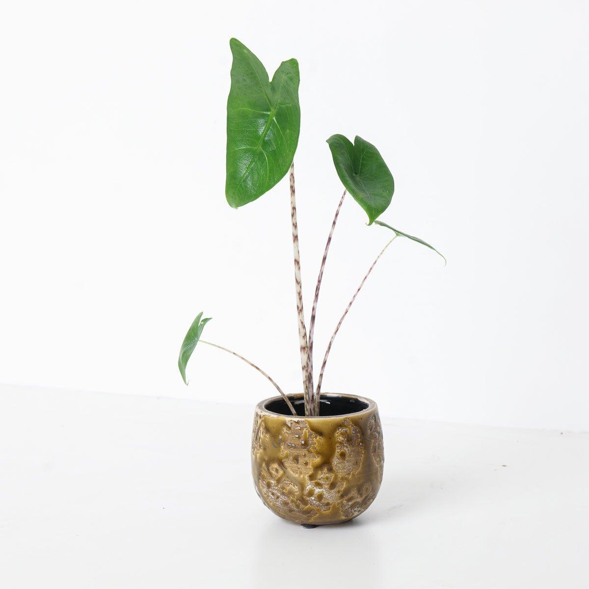 Alocasia Zebrina - House of Kojo