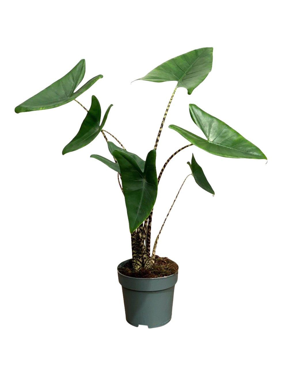 Alocasia Zebrina - House of Kojo
