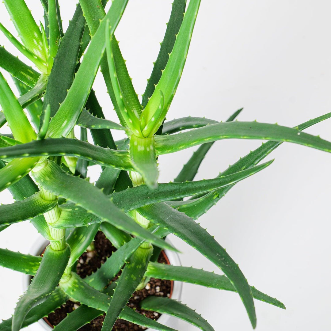 boiling aloe vera plant Aloe Kendongensis