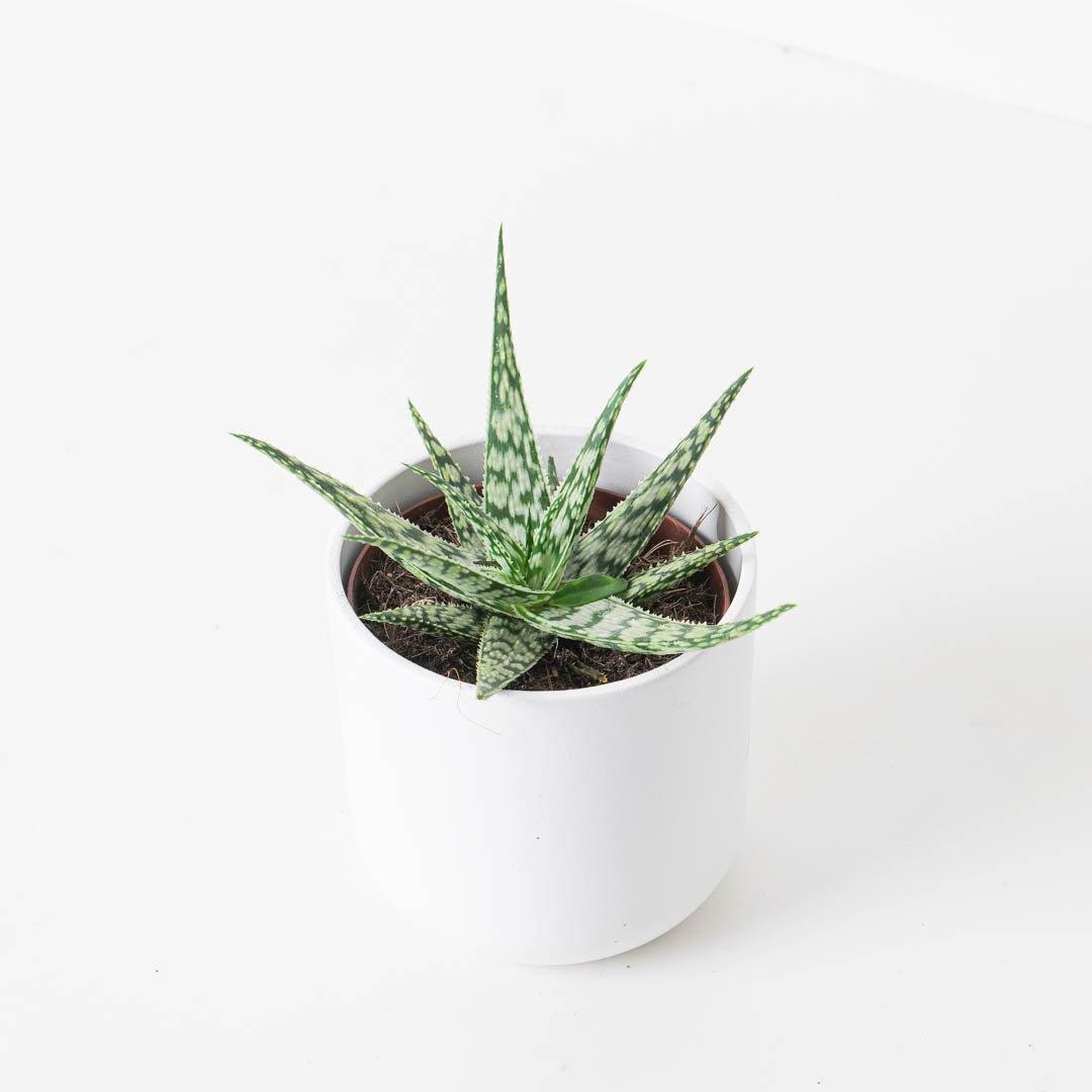 Aloe somaliensis - House of Kojo