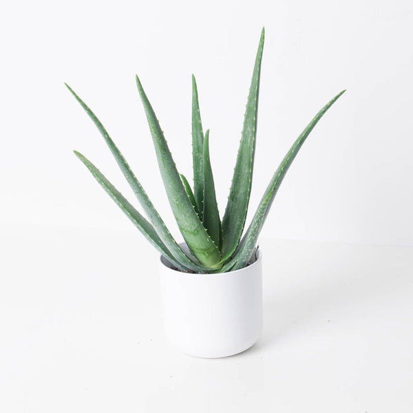 aloe poser Aloe Vera