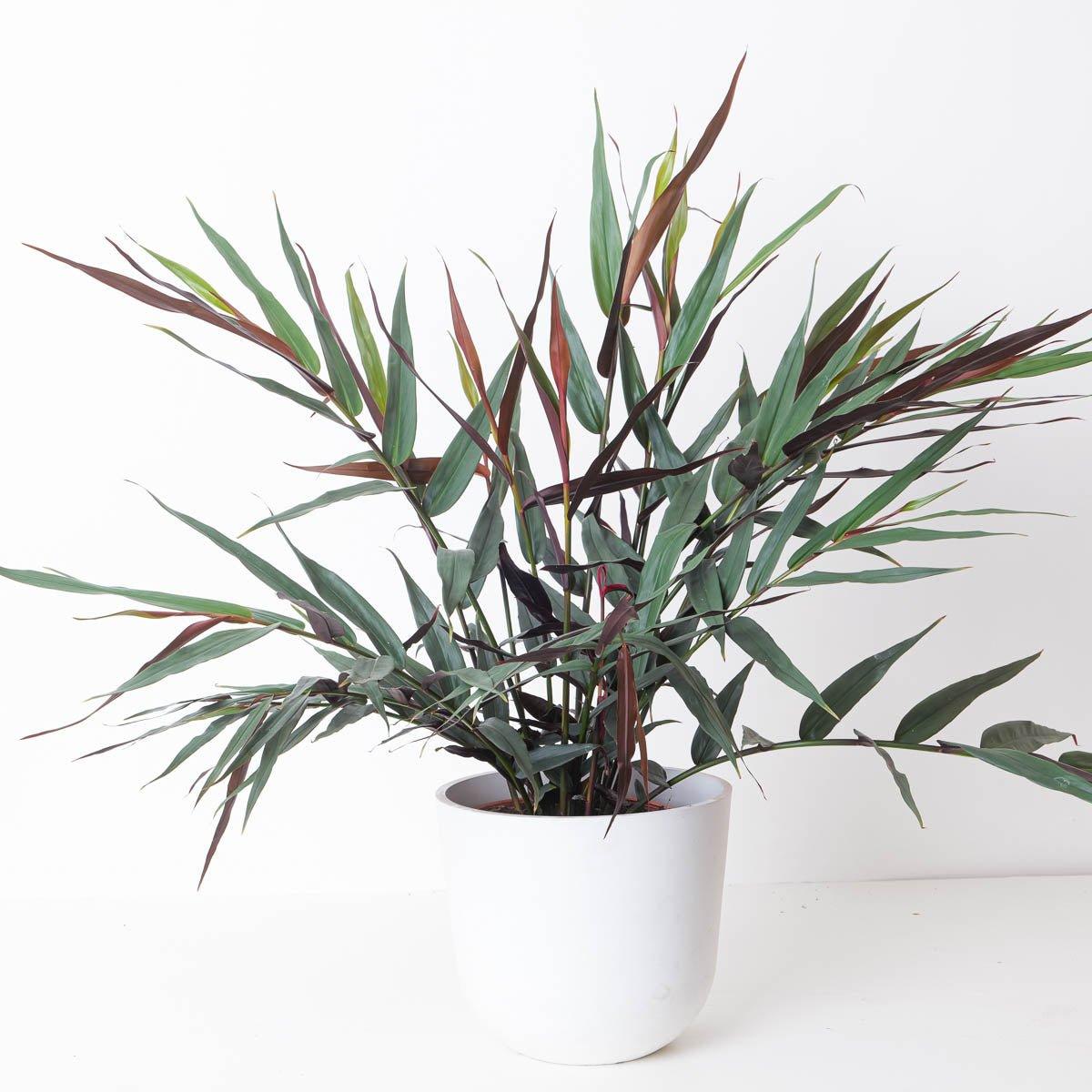 Alpinia luteocarpa - House of Kojo