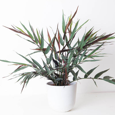 Alpinia luteocarpa - House of Kojo