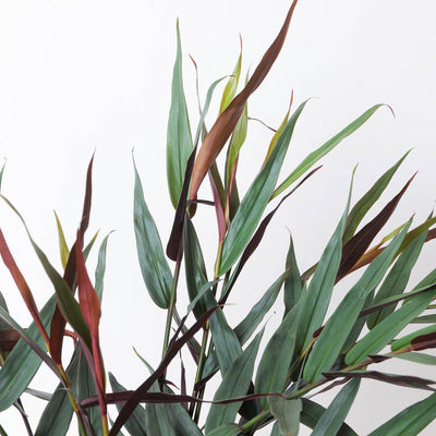 Alpinia luteocarpa - House of Kojo