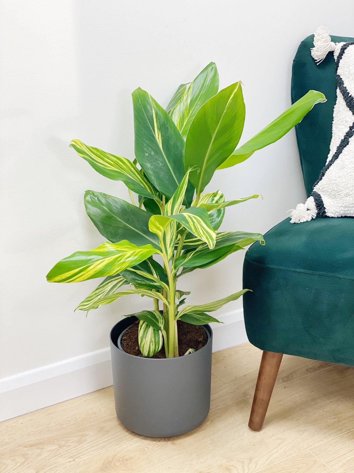 Alpinia Zerumbet Variegated |  House Plant - House of Kojo