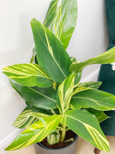 Alpinia Zerumbet Variegated |  House Plant - House of Kojo