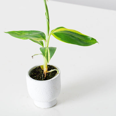 Alpinia Zerumbet Variegated - House of Kojo