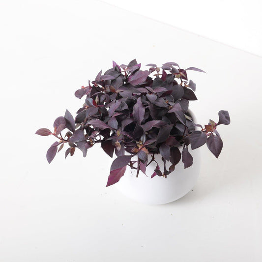 Alternanthera 'Dentata' | Little Ruby - House of Kojo