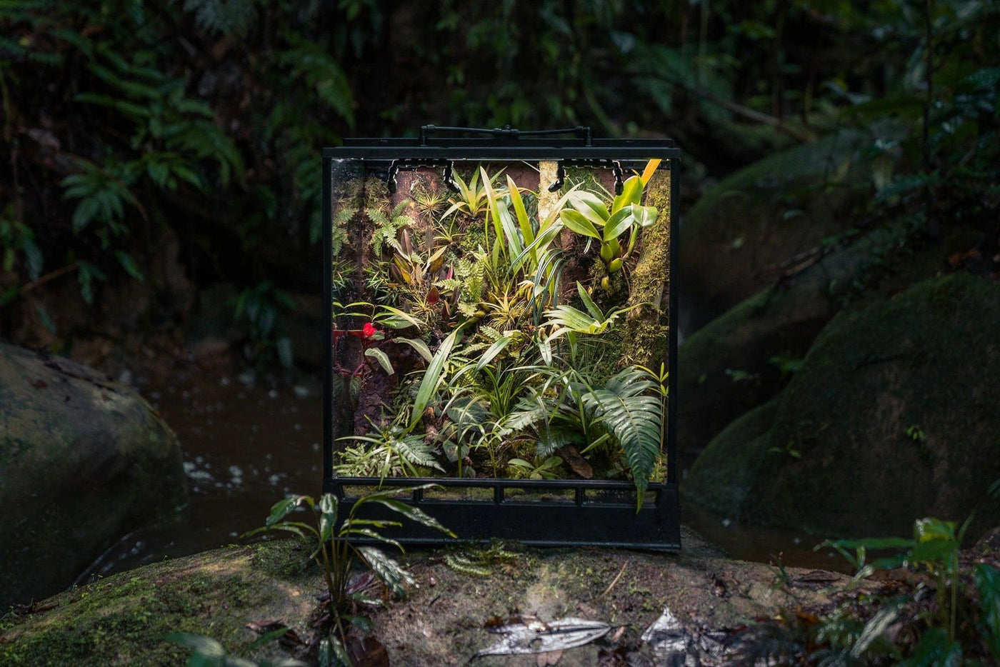 AMAZONIA - InSitu Ecosystems Terrarium - House of Kojo