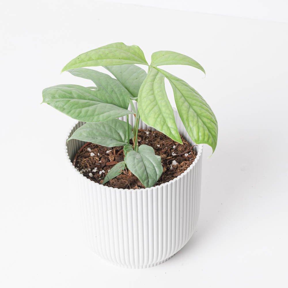 Amydrium Medium Silver - House of Kojo