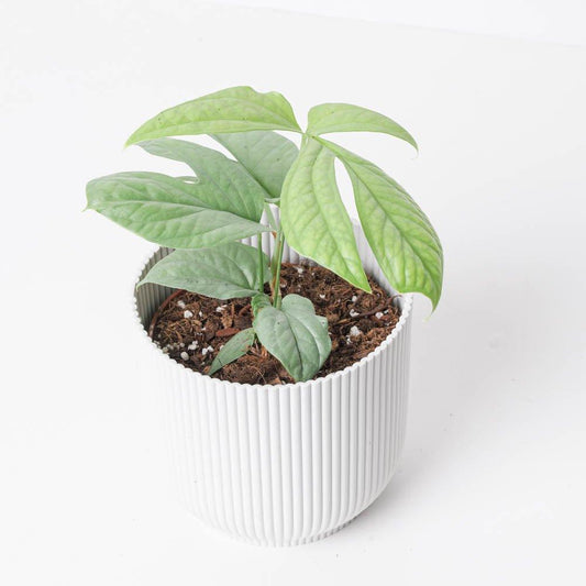 Amydrium Medium Silver - House of Kojo