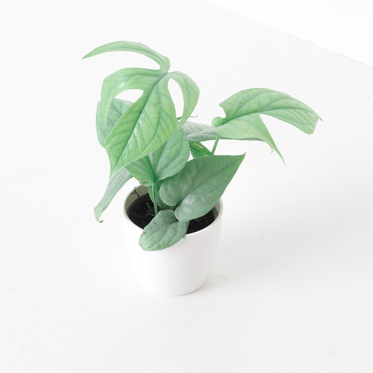 Amydrium Medium Silver - House of Kojo