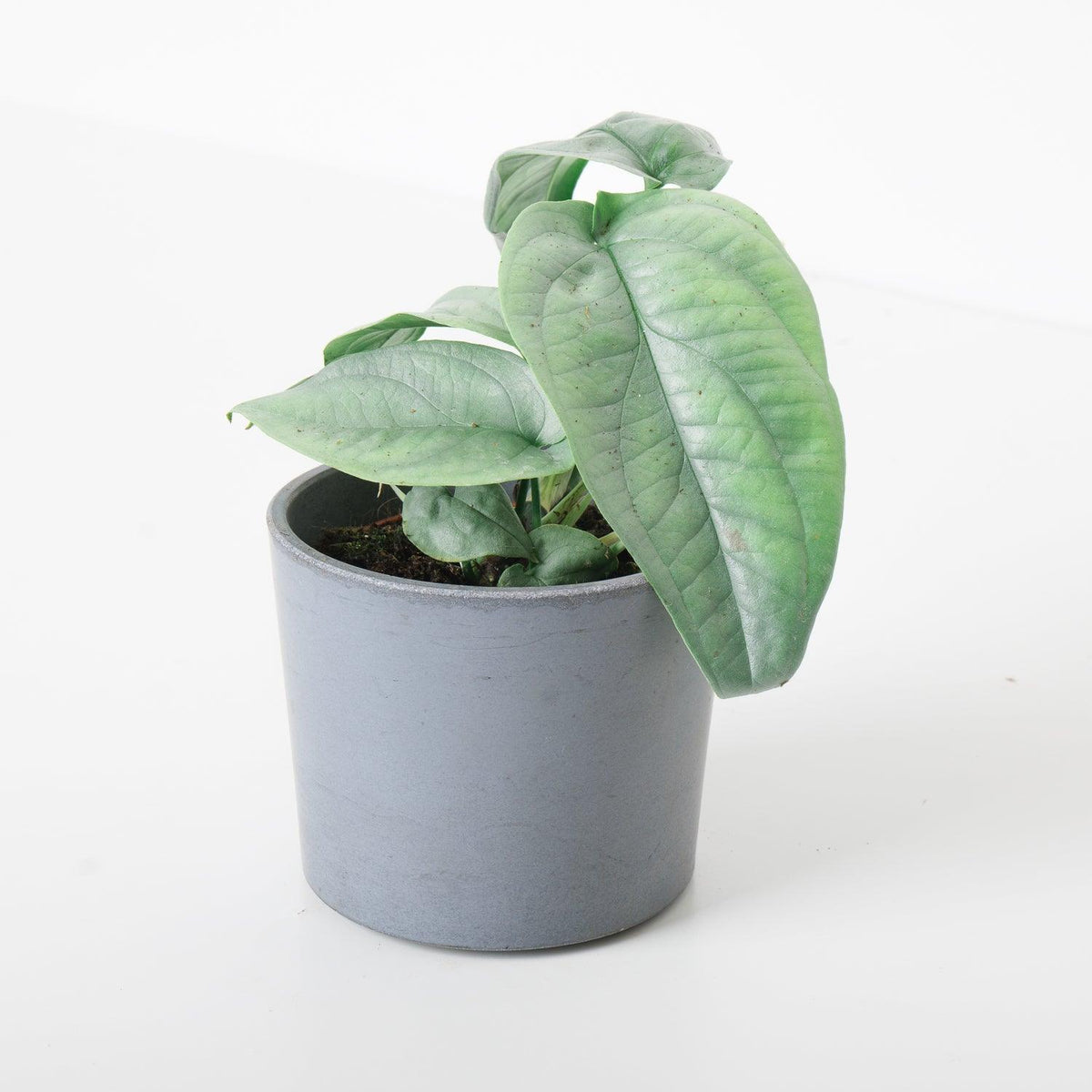 Amydrium Medium Silver - House of Kojo
