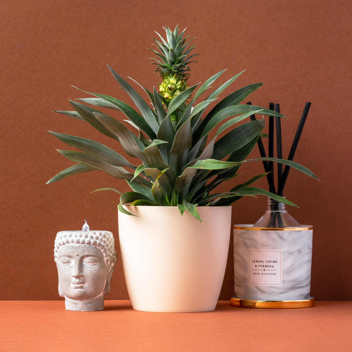 Ananas Pineapple Plant Mi Amigo | House Plant - House of Kojo