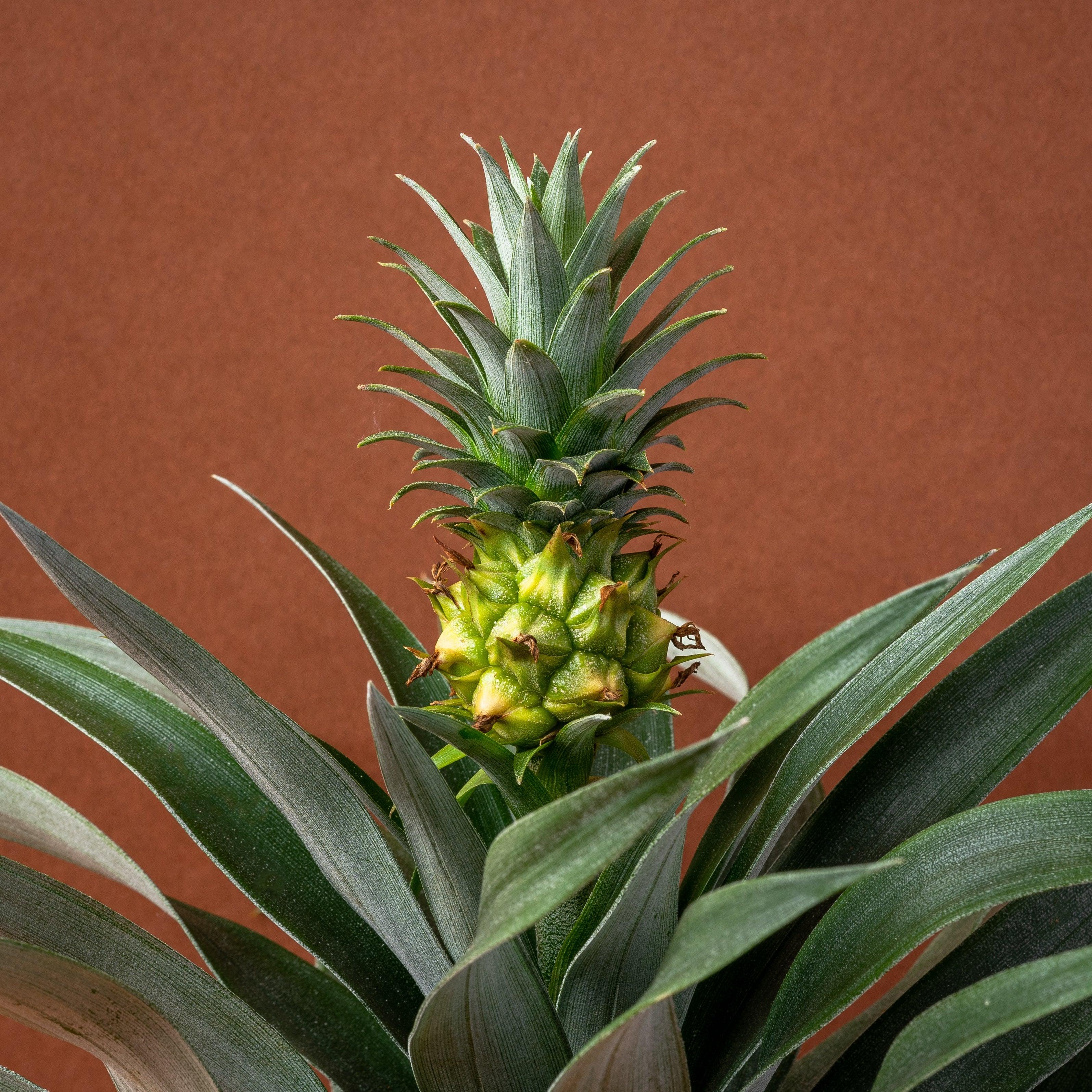 ikea pineapple plant Ananas Pineapple Plant Mi Amigo | House Plant