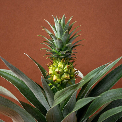 Ananas Pineapple Plant Mi Amigo | House Plant - House of Kojo